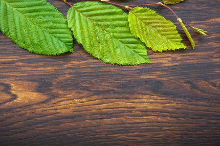Green leaves over wooden table. Top view with copy space.の写真素材
