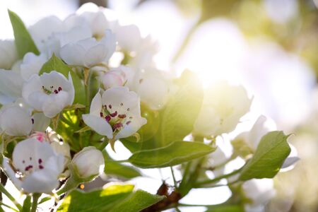 Branches of blossoming cherry with soft focus .