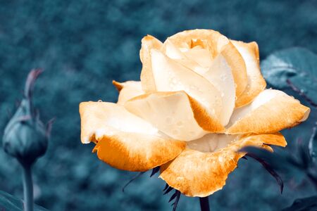 Bright Yellow Hybrid Rose Isolated on blue background.の写真素材
