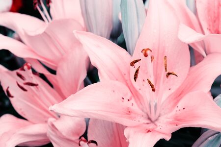 Close up of pink oriental lily isolated on green.