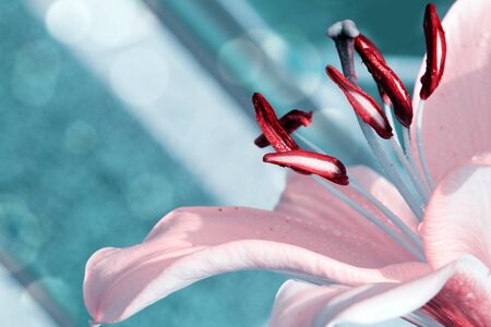 Pink lily flower closeup view.の写真素材