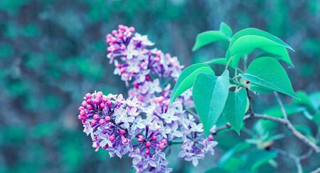 Purple lilac bush blooming in Spring day. Flowers background.の写真素材