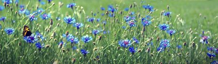 Macro shot on butterfly and flower.の写真素材