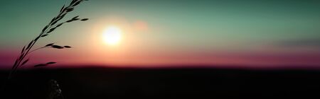 Field grass close-up with sunbeams. Summer background.の写真素材