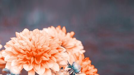 Macro shot of a orange dahlia isolated on gray background.の写真素材