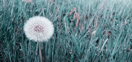 Close-up view of dandelion on grass with place for the textの写真素材