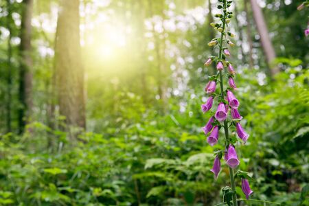 Sunshine in the summer forest with trees and bell purple flower.