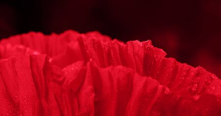 Close up of red poppy isolated on black background.の写真素材