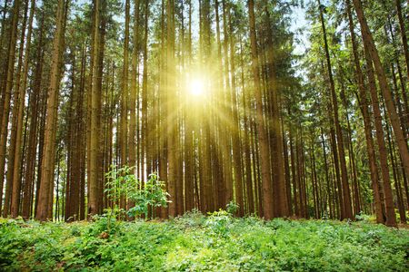 Sun in the summer in the forest with great sunlightの写真素材