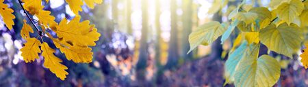 Colorful autumn background with maple leaves. Yellow leaves background,selective focus.の写真素材