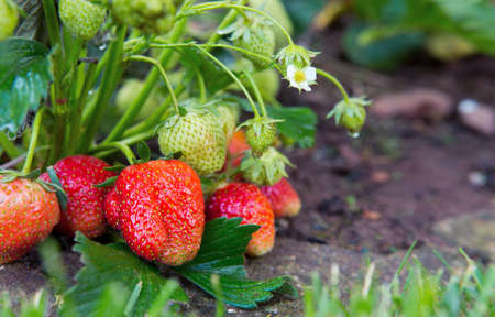Red ripe strawberries in a summer garden.の写真素材