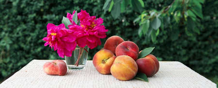 Ripe large peaches and red peony in water glass isolated on green.の写真素材