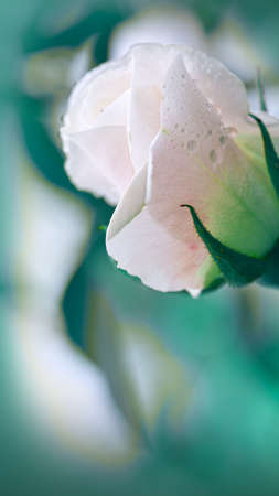 Close up view of a beautiful white rose isolated on blur background.の写真素材