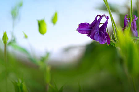 Selective focus of purple flowers of Aquilegia vulgaris in the garden.Natural floral background.の写真素材