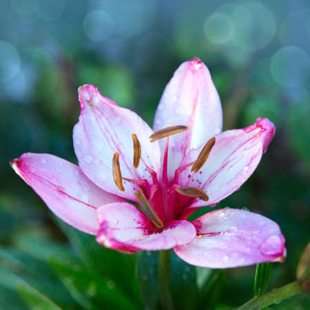 Pink lily shot in beautiful natural light isolated on blur background.の写真素材