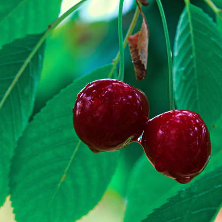 Close up on big Cherries hanging on a cherry tree branch.