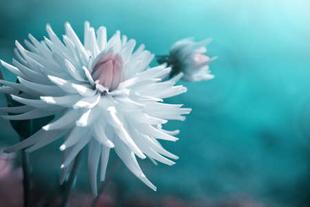 White dahlia isolated on blur green background.の写真素材