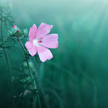 Pink wild flowers in grass isolated on green .の写真素材