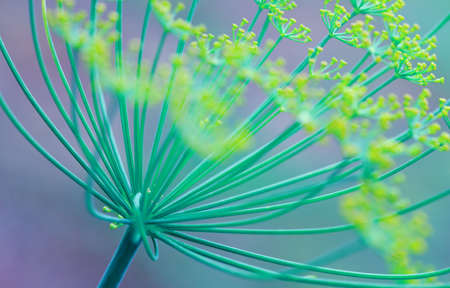 Close up of blooming dill flowers isolated on blurred background.の写真素材