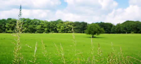 Summer landscape with trees and blue sky. Summer background.