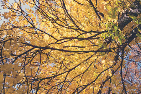 Yellow autumn beech leaves isolated on blur bckground.