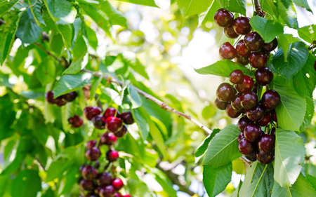 Sunlight and red cherry in summer garden.