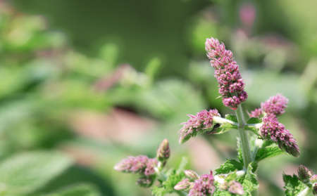 Pink peppermint flowers background. Nature green background.