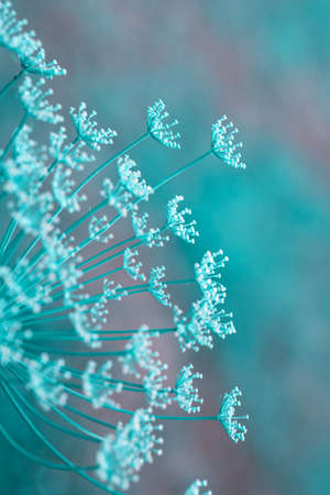 Close up of blooming dill flowers isolated on blurred background.