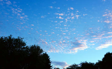 Summer landscape of young trees with bright blue sky