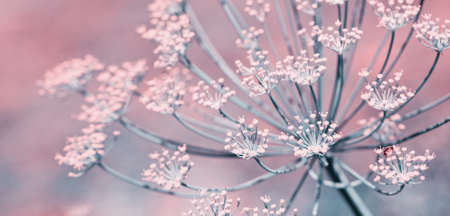 Close up of blooming dill flowers isolated on blurred background.の写真素材