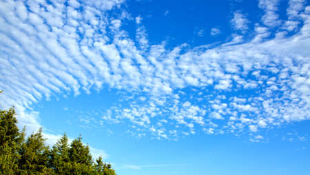 Summer landscape of green trees with bright clouds sky