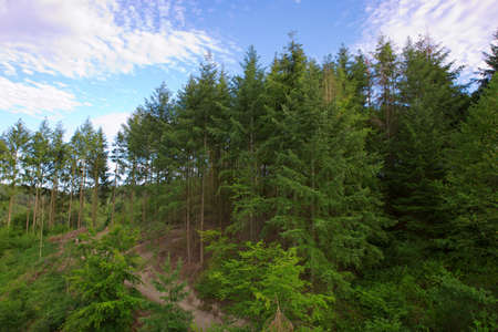 Summer landscape of young trees with bright blue sky