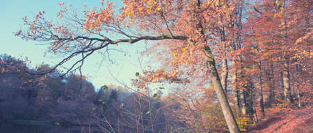 Colorful leaves on the beech tree and forest lake.