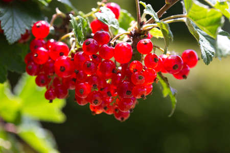 Branch of red currant with green leaves close-up.