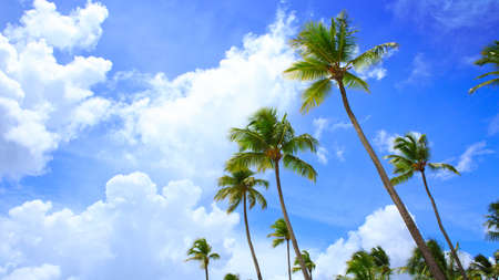 Palm trees at tropical beach with blue sky .Travel background.の写真素材