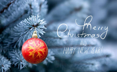 Red Christmas Ball hanging on a Fir Tree Branch. Christmas Background.の写真素材