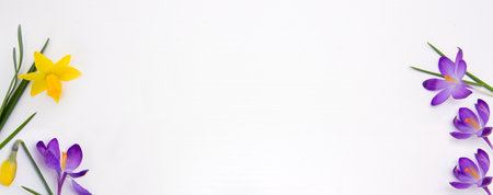 Purple crocuses and daffodil isolated on white wood Background.の写真素材