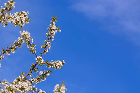 Flowers of the cherry blossoms on a spring day