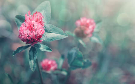 Pink clover flowers in the sunny spring day.