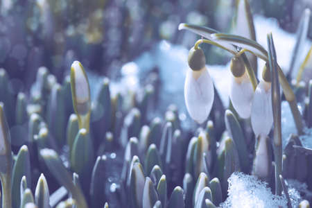 Snowdrops flowers in sunny garden on snow. Easter background.の写真素材