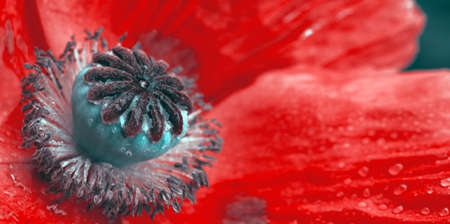Close up shot of a large red poppy flower.の写真素材