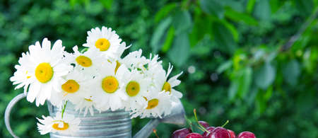 Big white daisies in a watering can isolated on green background.の写真素材