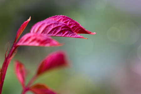 Beautiful young leaf of rose with blurred background.