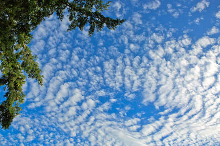 Summer landscape of green trees with bright clouds skyの写真素材