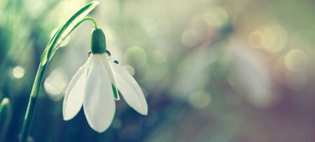 Snowdrops on bokeh background in sunny spring garden under sunbeams.の写真素材