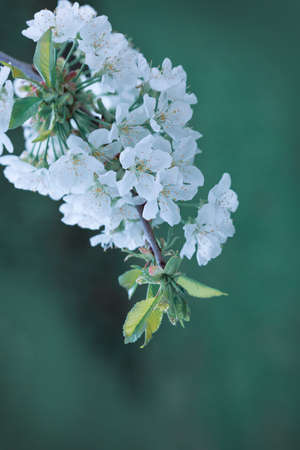 Macro shot on white cherry blossoms in spring garden.