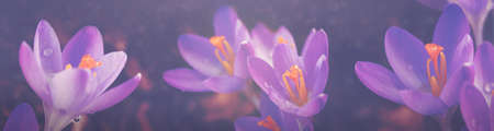 Close-up of a group of blooming purple crocus flowers .