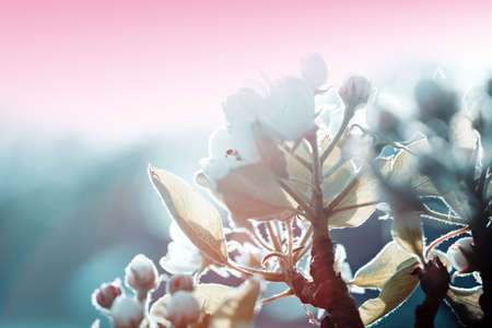Branches of blossoming cherry with soft focus .
