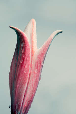 Macro shot on yellow lily flower in summer day.の写真素材