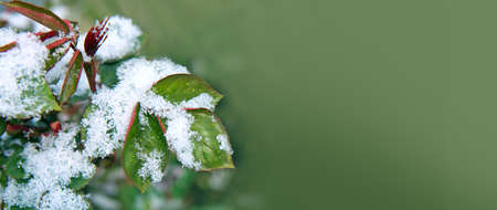 Rose leaves covered with white snow. Spring background.の写真素材